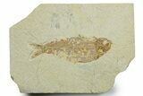 Detailed Fossil Fish (Knightia alta) - Wyoming #349623-1